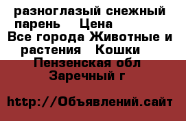 разноглазый снежный парень. › Цена ­ 10 000 - Все города Животные и растения » Кошки   . Пензенская обл.,Заречный г.